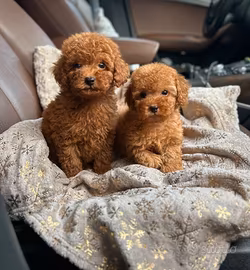 Cucciolini Barboncino toy maschietti