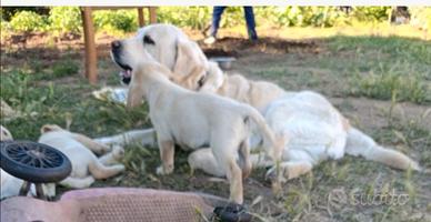Cuccioli labrador retriever 4 mesi originali