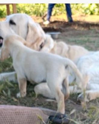 Cuccioli labrador retriever 4 mesi originali