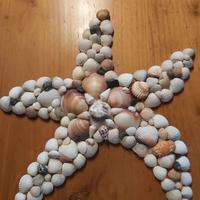 Stella Marina - Conchiglie