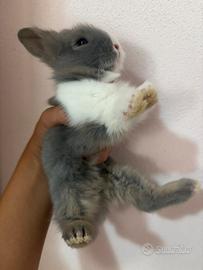 Coniglietti nani testa di Leone cuccioli