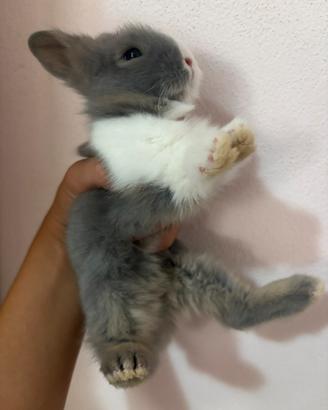 Coniglietti nani testa di Leone cuccioli