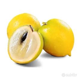 Pouteria Caimito "Abiu"