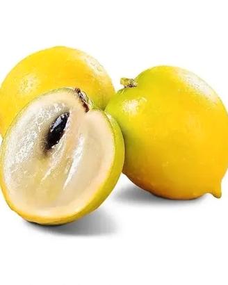 Pouteria Caimito "Abiu"