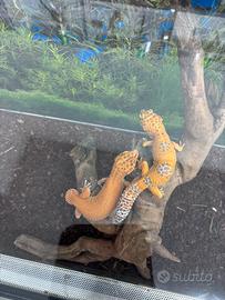Geco leopardino