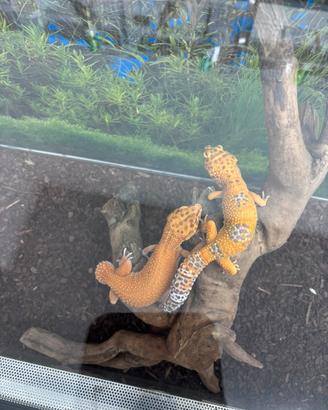 Geco leopardino