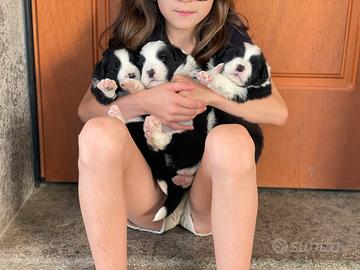 Border collie con pedigree