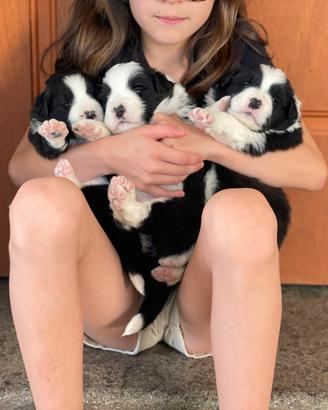 Border collie con pedigree