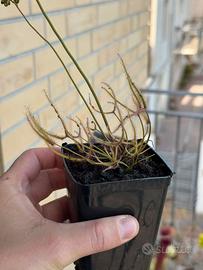 Drosera binata pianta carnivora