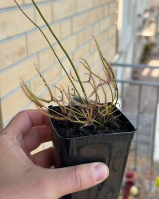 Drosera binata pianta carnivora