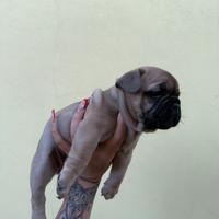 Cucciola bulldog francese blu fawn