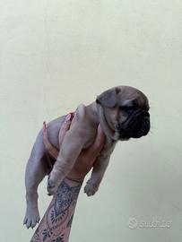 Cucciola bulldog francese blu fawn