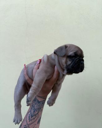 Cucciola bulldog francese blu fawn
