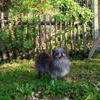 Chihuahua Maschio Blue Pelo Lungo