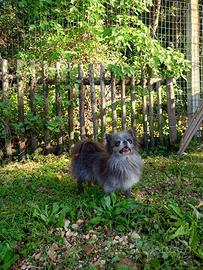 Chihuahua Maschio Blue Pelo Lungo