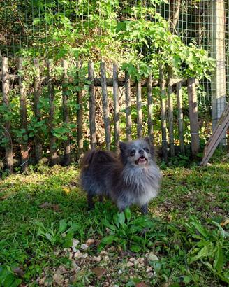 Chihuahua Maschio Blue Pelo Lungo