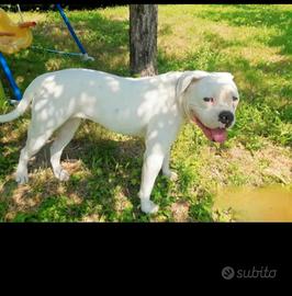 American bulldog