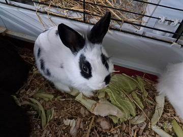 Conigli nani Testa di Leone