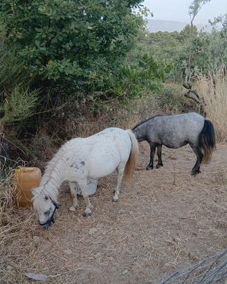 pony femmine  gravide