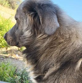 Pastore del Caucaso maschio per monta 2 anni