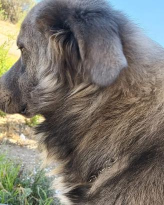 Pastore del Caucaso maschio per monta 2 anni