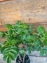 Rosa rugosa