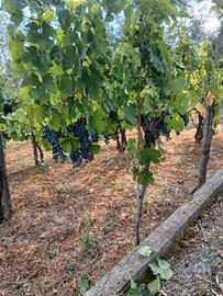 Vino paesano  monti Picentini