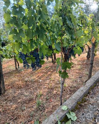 Vino paesano  monti Picentini