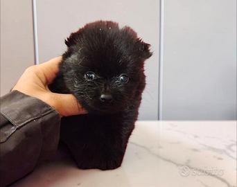 Spitz pomerania