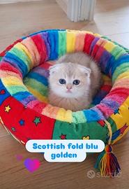 Scottish fold blu golden