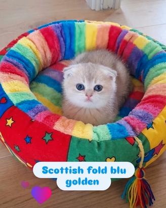 Scottish fold blu golden