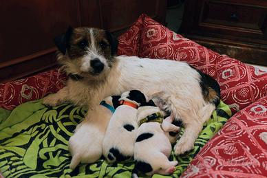 Cuccioli puri jack Russel broken