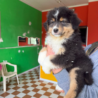 Cucciolo Australian Shepherd/Pastore Australiano