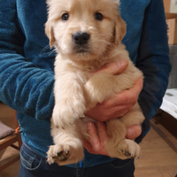 Cuccioli di Golden Retriever