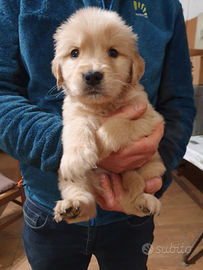 Cuccioli di Golden Retriever