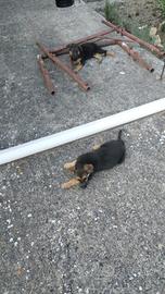 Animale