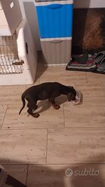 Dobermann
