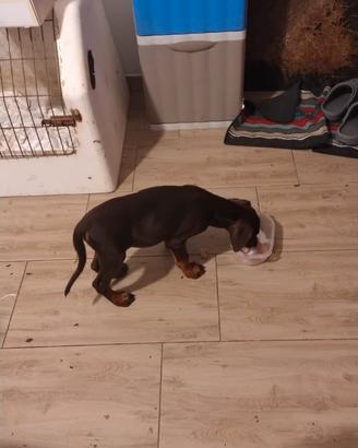 Dobermann