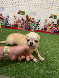 Chihuahua stalloni per accoppiamento