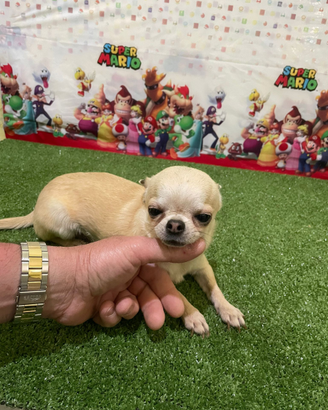 Chihuahua stalloni per accoppiamento