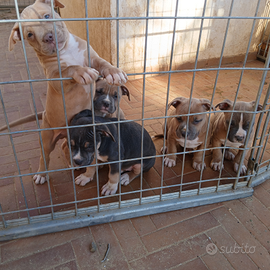 Cuccioli di pitbull con pedigree
