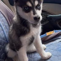 Husky