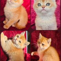 Meraviglioso ultimo cucciolo british shorthair M