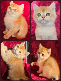 Meraviglioso ultimo cucciolo british shorthair M