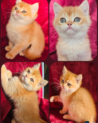 Meraviglioso ultimo cucciolo british shorthair M