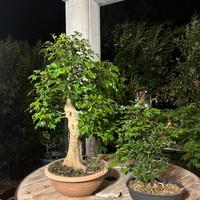 Bonsai acero tridente. Pianta grande 800,