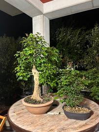 Bonsai acero tridente. Pianta grande 800,