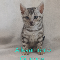 Cuccioli di gatti bengala cucciola femmina