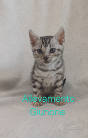 Cuccioli di gatti bengala cucciola femmina