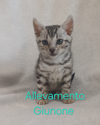 Cuccioli di gatti bengala cucciola femmina